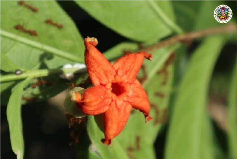Wrightia dubia