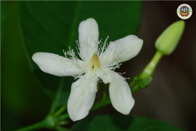 Wrightia sirikitice
