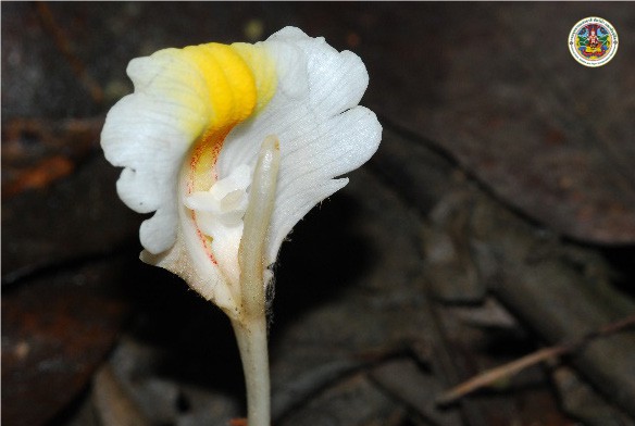Wurfbainia schmidtii