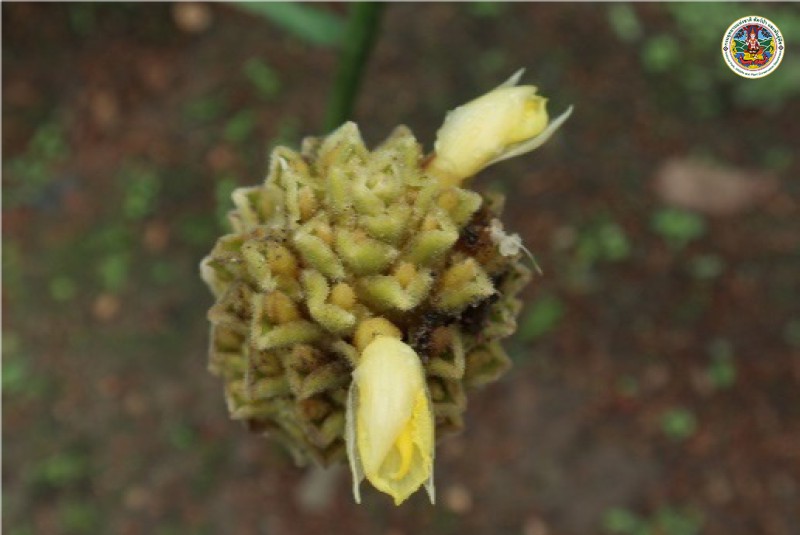 Zingiber gramineum