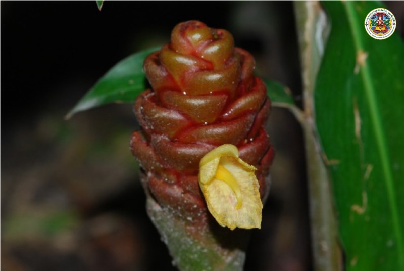 Zingiber ottensii