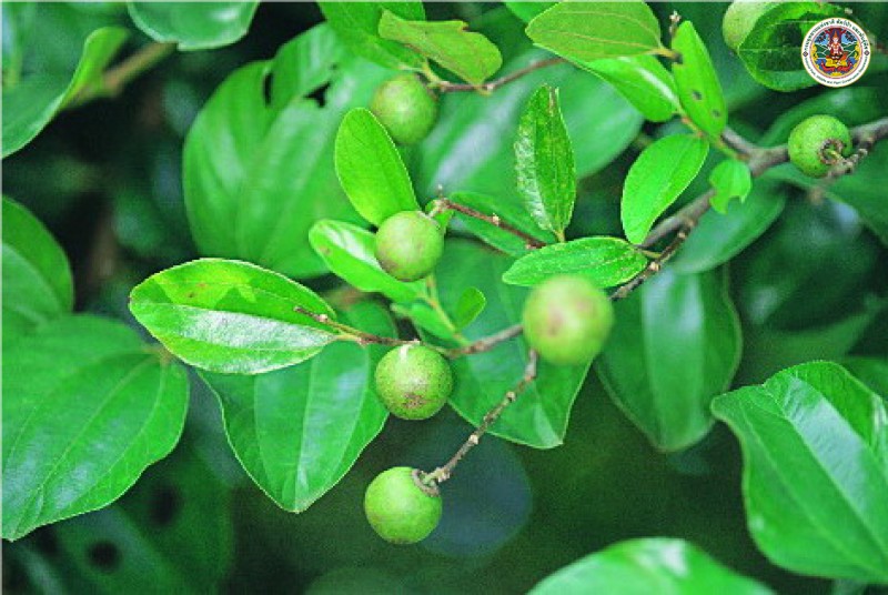 Ziziphus cambodiana