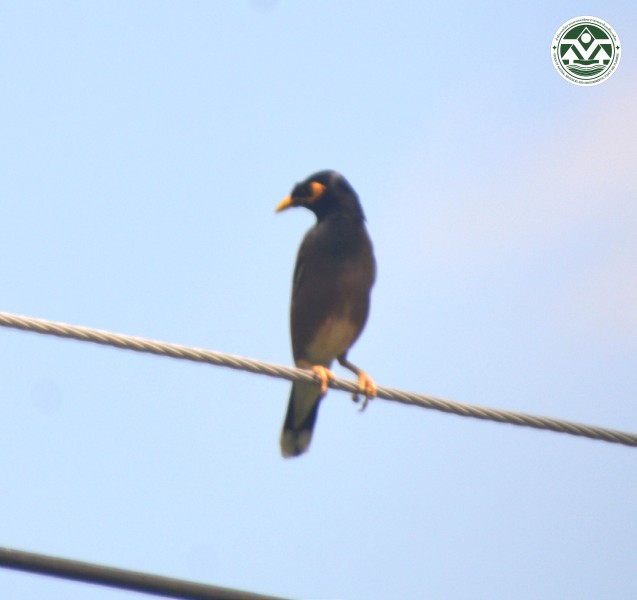 Acridotheres tristis