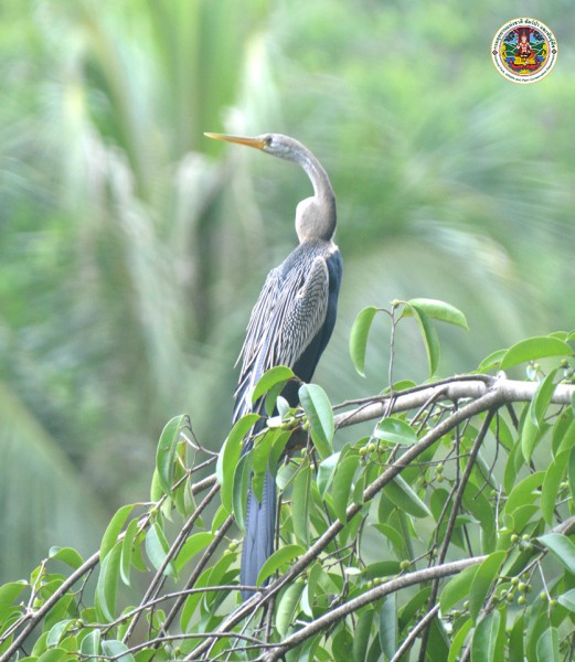 Anhinga melanogaster