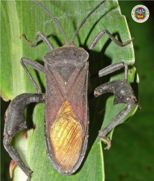 Anoplocnemis phasiana