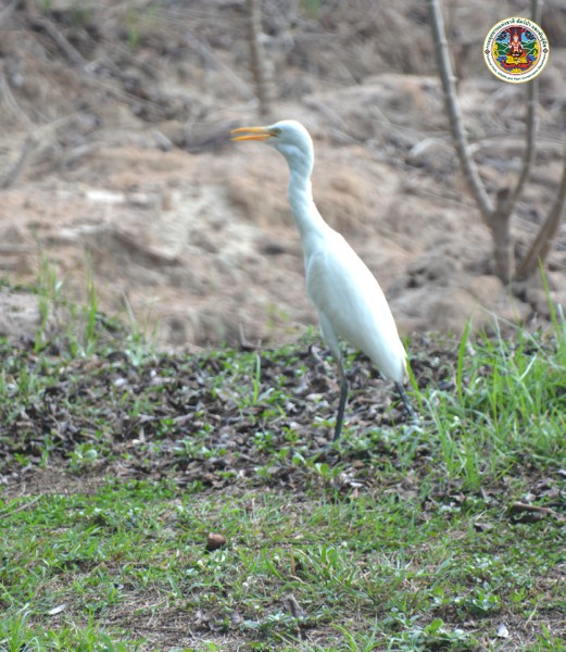 Ardea alba