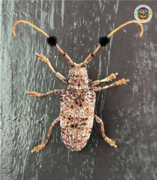 Aristobia horridula