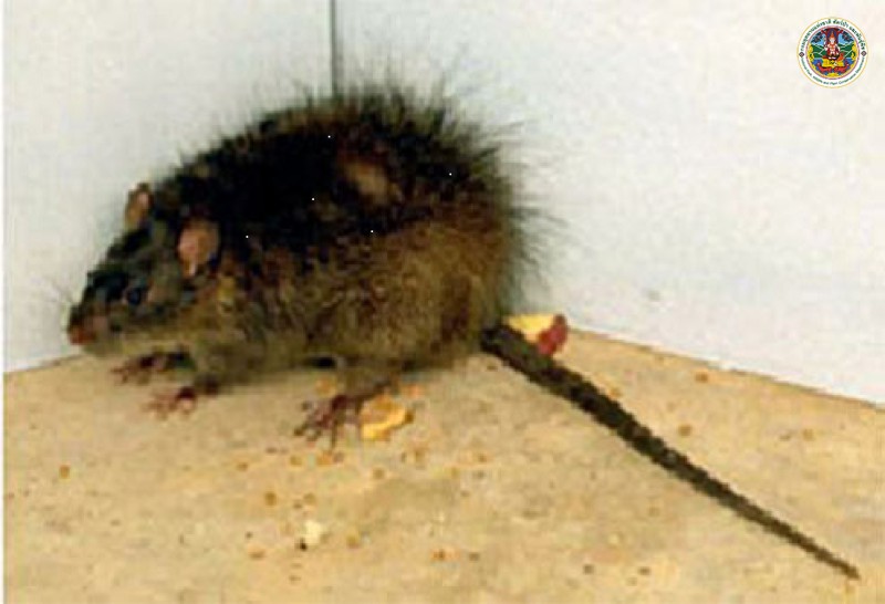 Bandicota indica