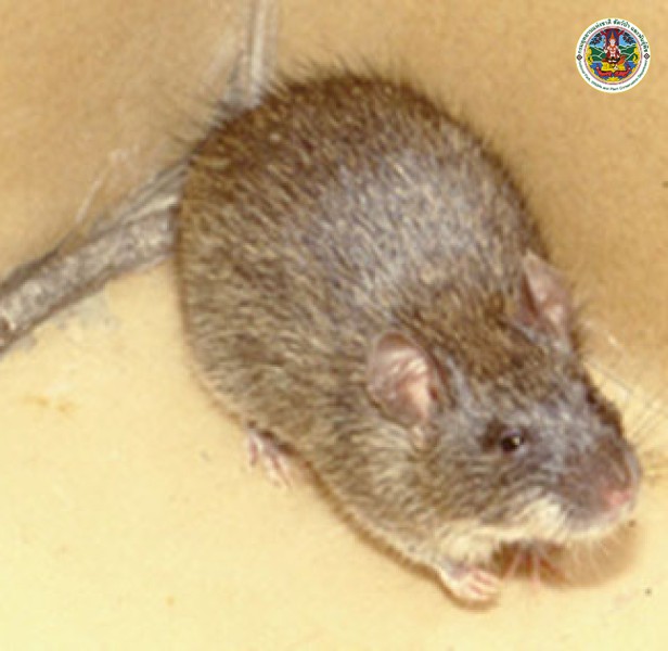 Bandicota savilei