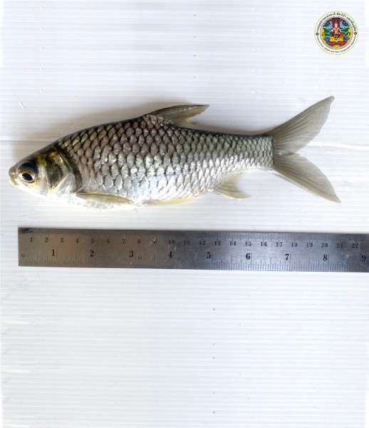 Barbonymus gonionotus