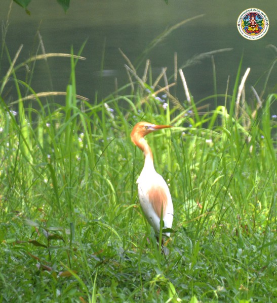 Bubulcus ibis