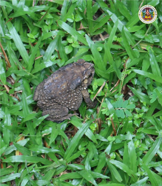 Bufo melanostictus