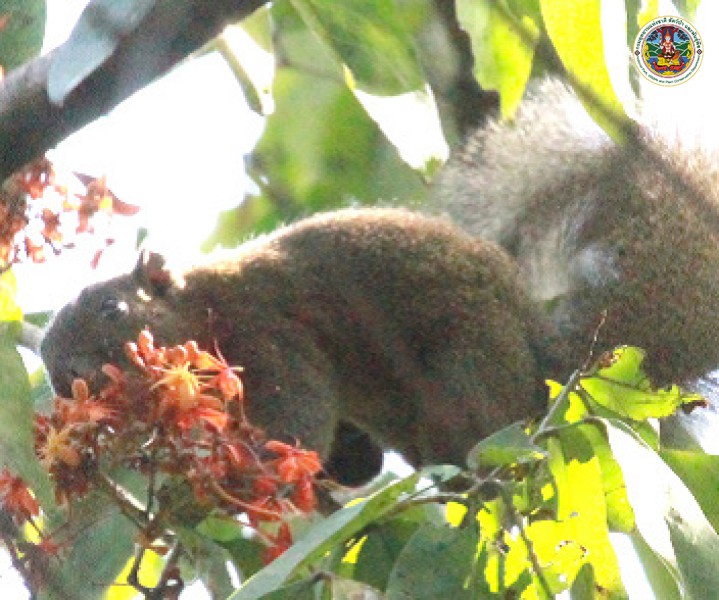 Callosciurus caniceps