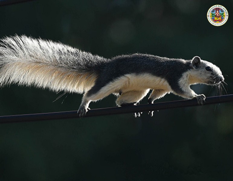 Callosciurus finlaysoni