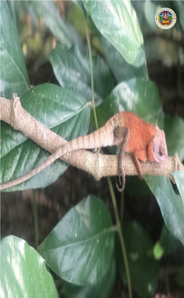 Calotes versicolor