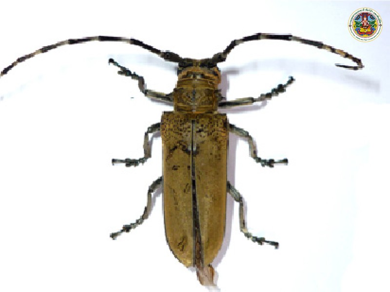 Celosterna pollinosasulphurea