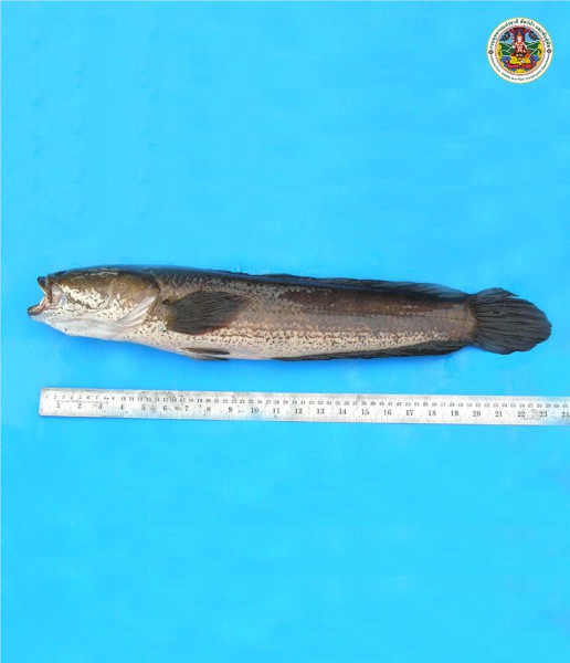 Channa striata