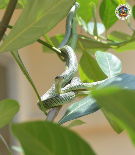Chyysopelea ornata