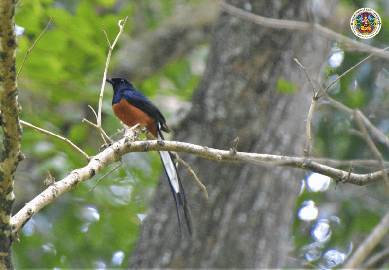 Copsychus malabaricus