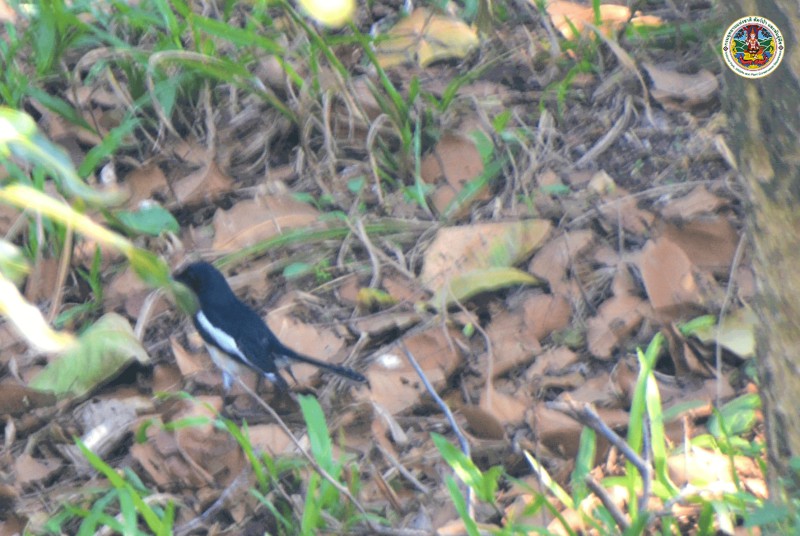 Copsychus saularis