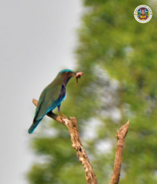 Coracias benghalensis