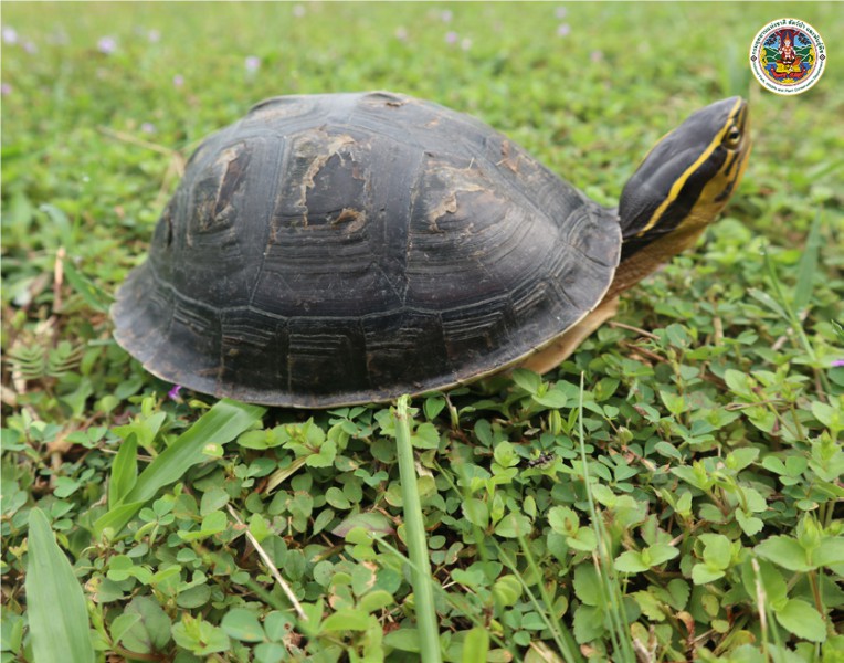 Cuora amboinensis