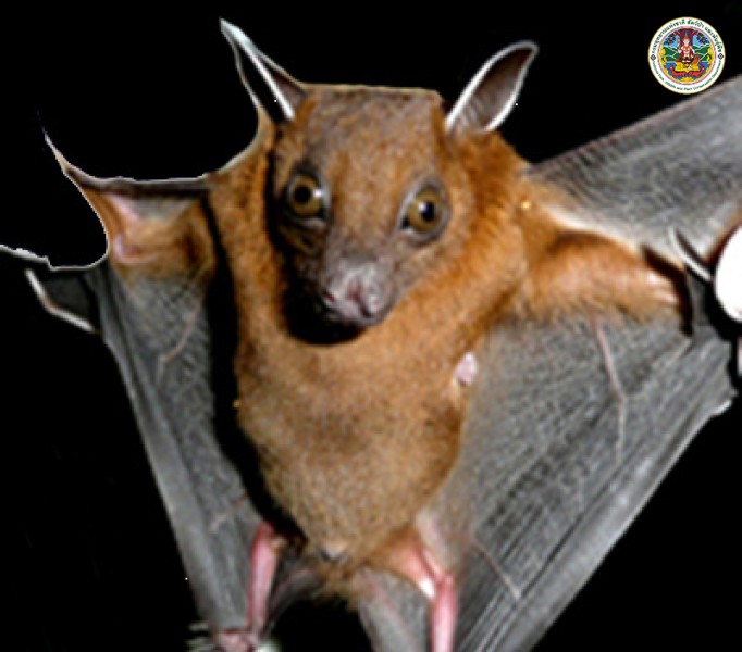 Cynopterus sphinx