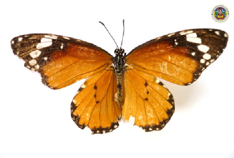 Danaus genutia