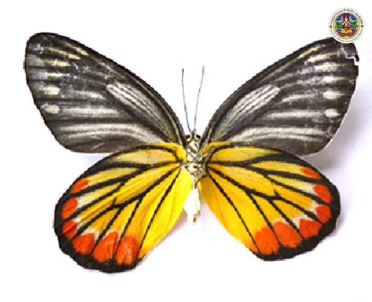 Delias hyparete