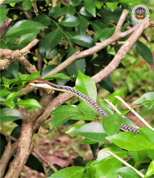 Dendrelaphis pictus