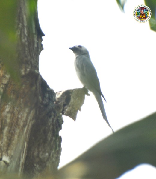 Dicrurus leucophaeus