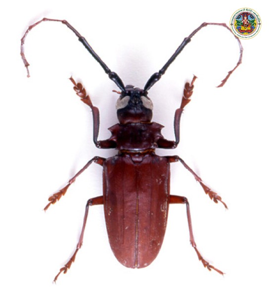 Dorysthenes bugueti