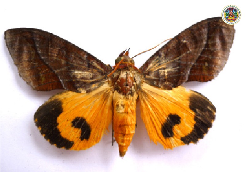 Eudocima falonia