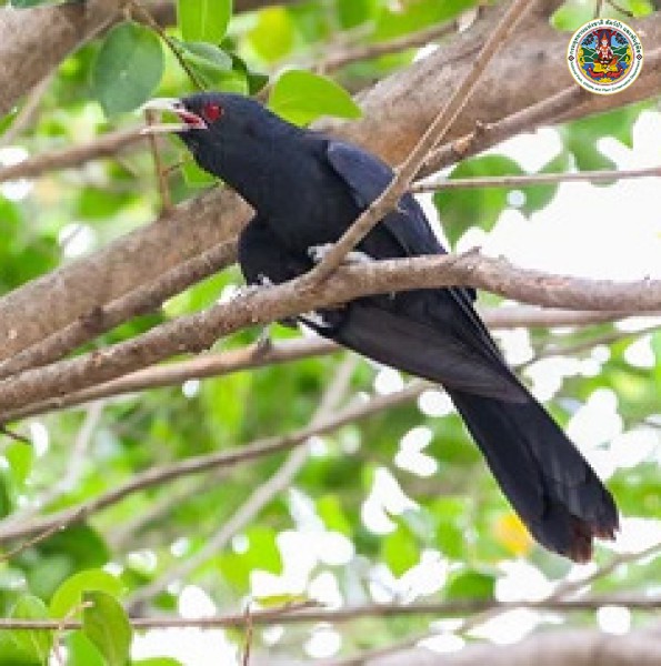 Eudynamys scolopacea