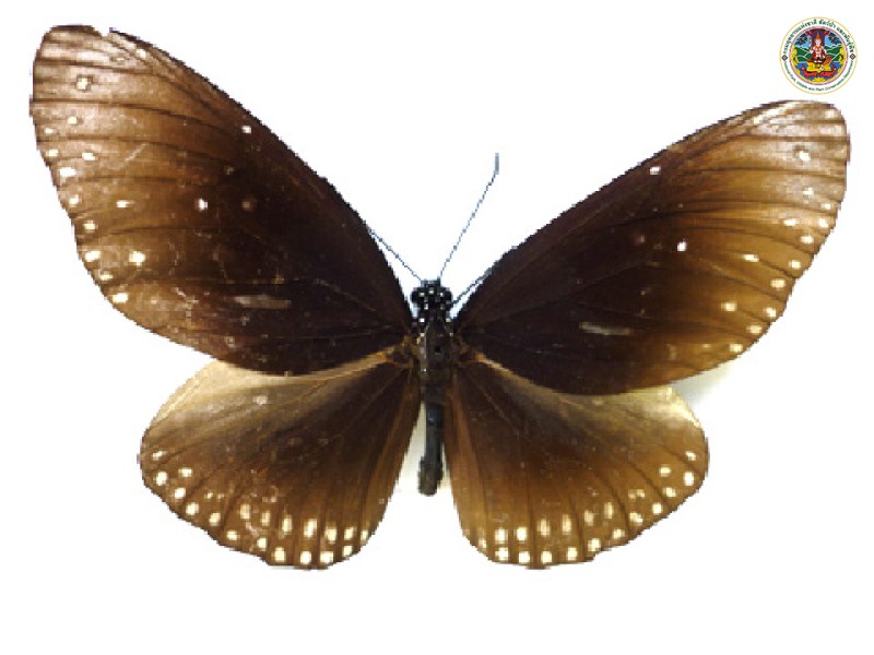 Euploea core