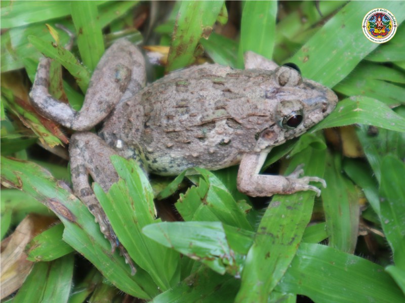 Fejervarya limnocharis