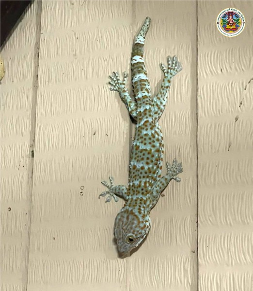 Gekko gecko
