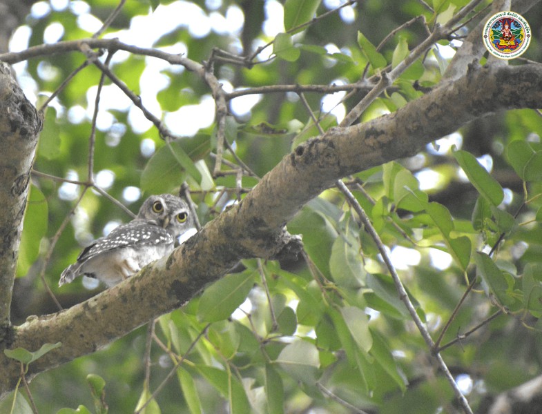 Glaucidium cuculoides