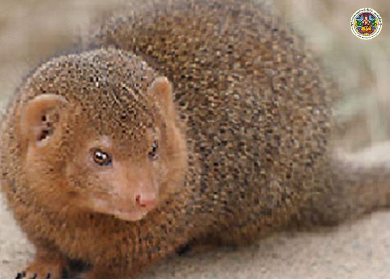 Herpestes javanicus