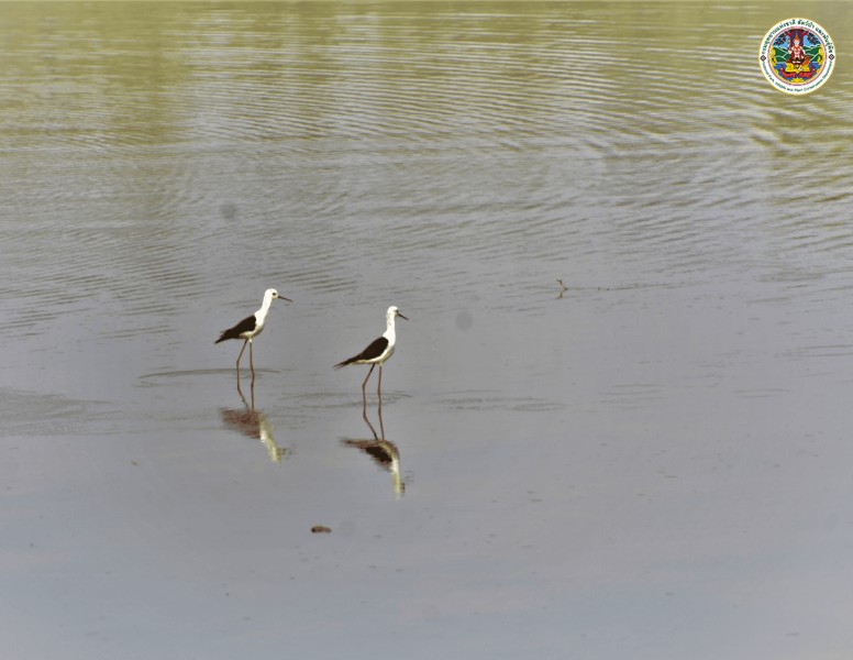 Himantopus himantopus