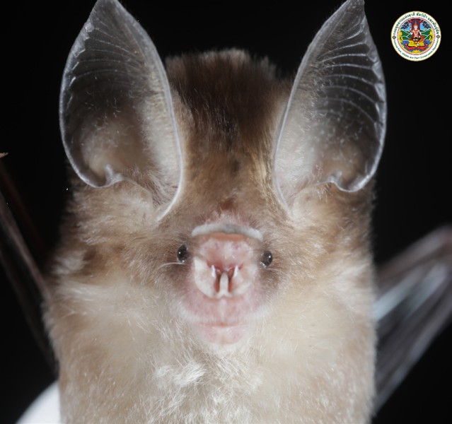 Hipposideros cineraceus