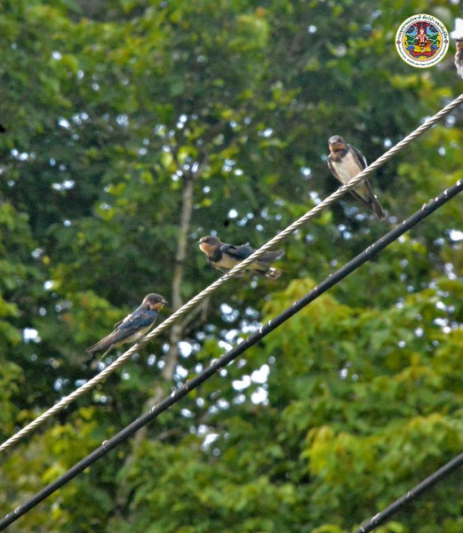 Hirundo rustica