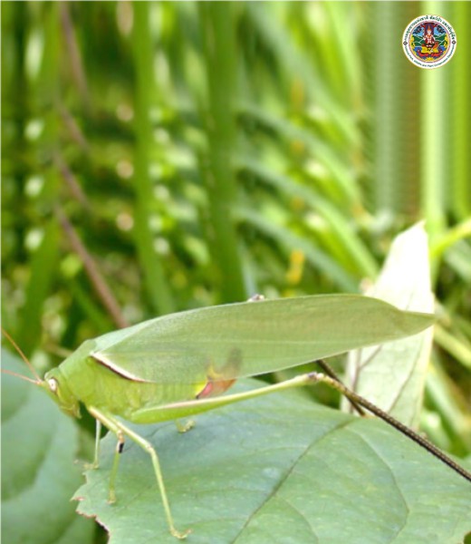 Holochlora nigrotympana