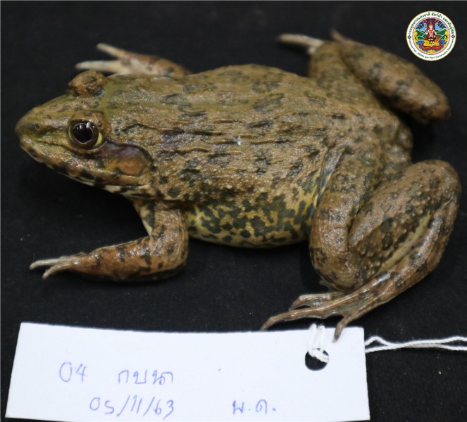 Hoplobatrachus chinensis