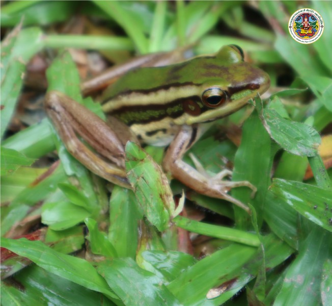 Hylarana erythraea