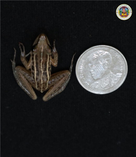 Hylarana macrodactyla