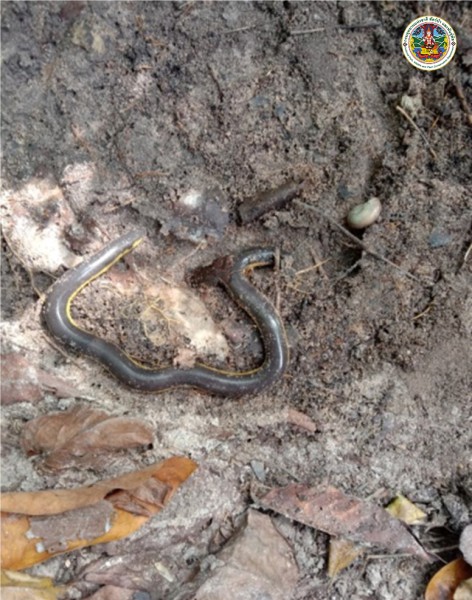 Ichthyophis kohtaoensis