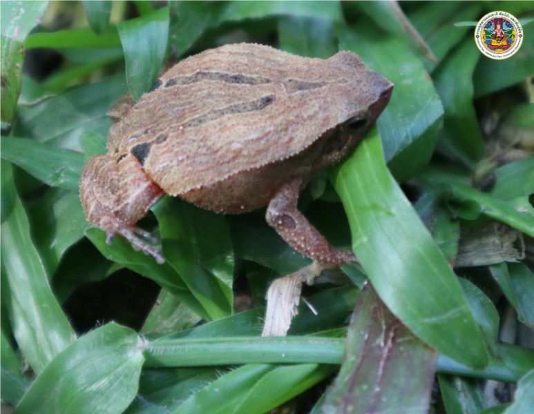 Kalophrynus interlineatus