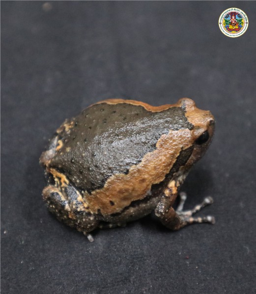 Kaloula pulchra