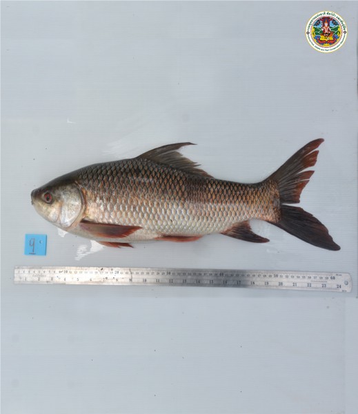 Labeo rohita